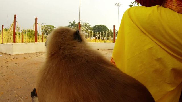 Gray langur monkey bite fruit and masticates it close up indian park