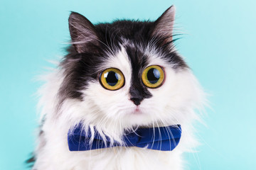shocked funny cat with big eyes and  a bowtie on a blue  background