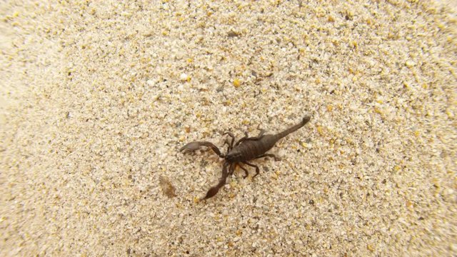 Black scorpion crowls on sand  high mountain in Himalaya top view