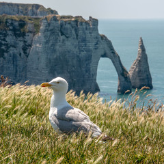 les Falaises d'Etretat, Normandie