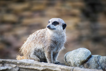 Fototapeta premium Meerkat sitting on the wooden log looking around.