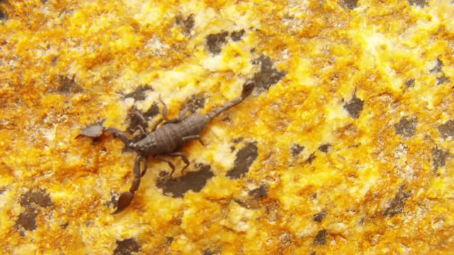 Black scorpion crowls on stone colorful surface and on sand top view