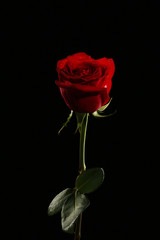 Red rose with water drops on black background