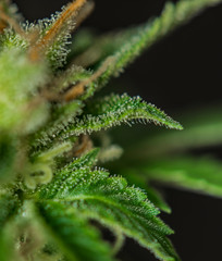 Macro view of Sage n Sour variety of medical marijuana with black background