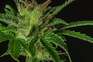 Fototapeta premium Macro view of Sage n Sour variety of medical marijuana with black background