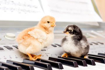 Two small chicks on the piano keys. Performing a musical play with a duet_ © Volodymyr