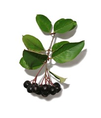 Black chokeberry bunch isolated on white background.
