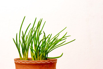 Green onion sprouted in a pot on a white isolated background. Growing green in winter. Preparation for design_