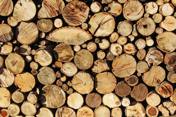 Stacked Logs, cut trees as background