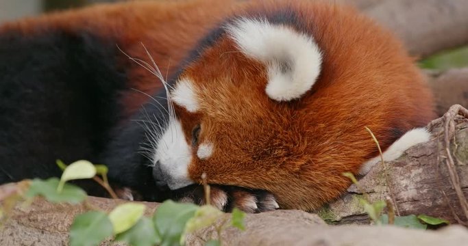 Red panda sleep