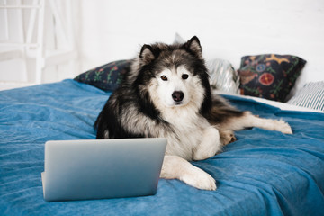 Malamute dog on the bed next to a laptop.