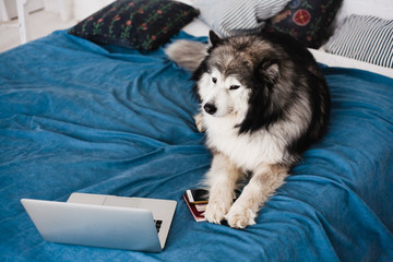 Malamute dog on the bed next to a laptop, phone and passport. The idea of paperwork or travel package on the Internet.