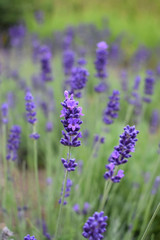Fototapeta na wymiar field of lavender flowers