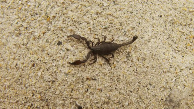 Black scorpion crowls on sand  high mountain in Himalaya top view