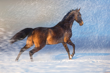 Brown Akhalteke horse run on the snow in winter evening