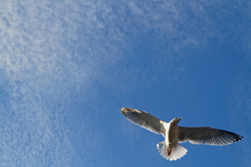 Open your wings and fly