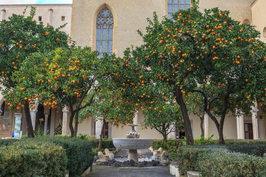 Orange Tree in Courtyard of Complesso Monumentale di Santa Chiara In Naples