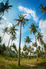 Naklejka premium Coconut palm trees in public park under blue sky background