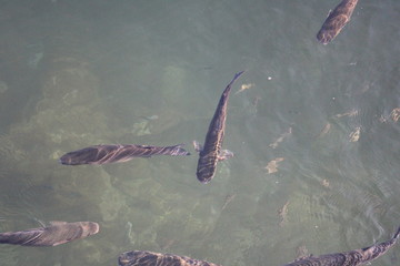 Image of fish swimming
