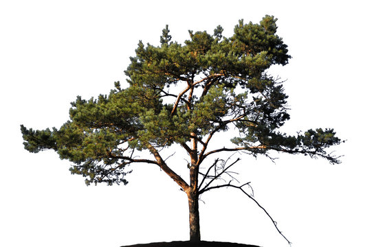 Realistic pine tree silhouette on white background 