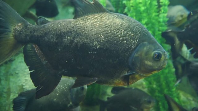 Tambaqui, or Colossoma macropomum, or black pacu, black-finned pacu, giant pacu, cachama, gamitana. Freshwater fish.