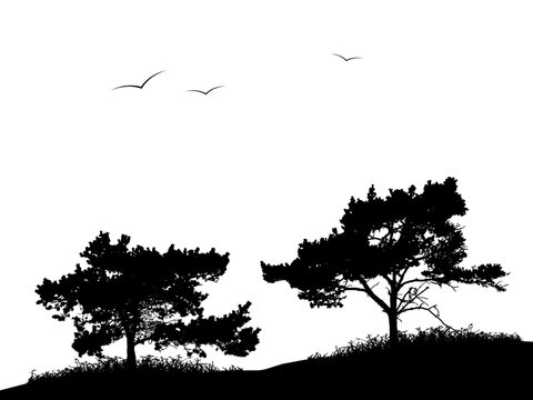 Realistic silhouette of two pine trees and birds flying in the sky (vector illustration).
