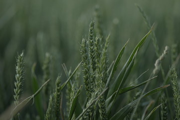 Grüner Weizen im Frühjahr  
