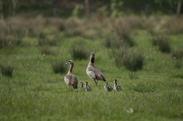 Alopochen aegyptiacus, Nilgänse mit Nachwuchs in der Natur