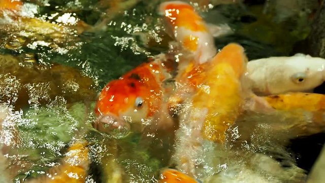 Aquarium full of hungry carp Koi fishes. Cyprinus carpio with open wide mouths. Sochi, Russia.