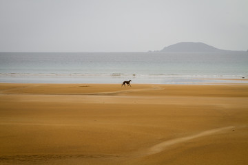 Fototapeta na wymiar Dog running on the beach