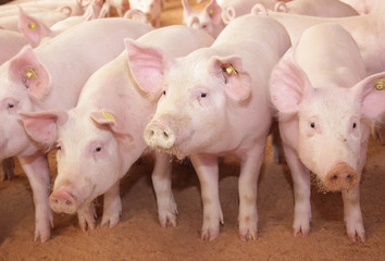 Pigs in the farm © KSCHiLI
