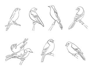 set of vector silhouettes of birds
