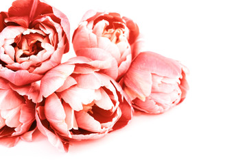 Tulips in living coral color.