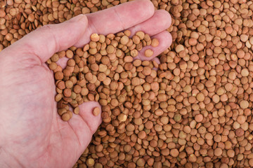 A handful of green Canadian large lentils. Healthy food