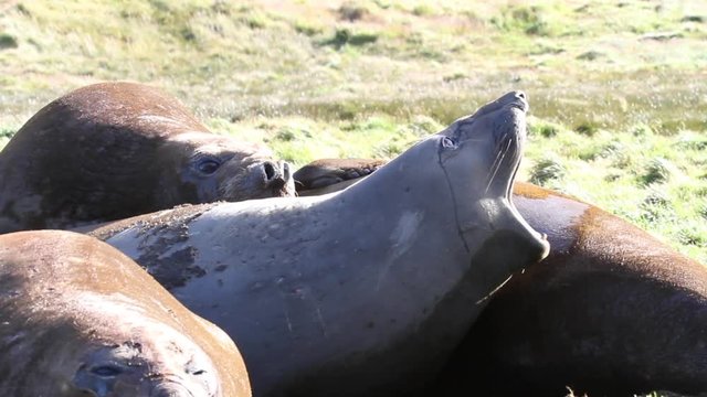 Elephant seal snort Medium shot of Elephant seal snorting