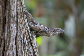 Female Black Spiny-tailed Iguana (Ctenosaura similis) on tree