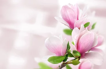 Fotobehang pink magnolia flowers background template © Tetiana