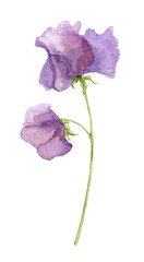 Sweet pea blossoms on a white background. Isolated sweet pea blossoms set. Floral pattern elements and blossoms. Tender cute flowers.
