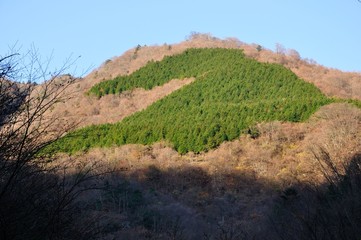 常緑樹の山稜