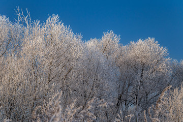 Obraz na płótnie Canvas Trees covered with hoarfrost on a sunny winter day