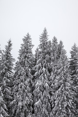 Frozen snow-covered fir forest after snowfall and gray sky in haze at winter
