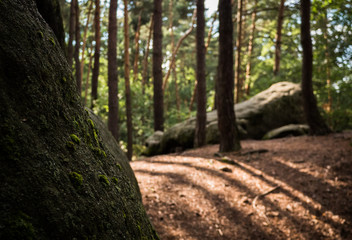 forest in czech