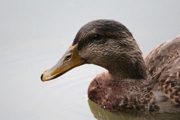 Ente