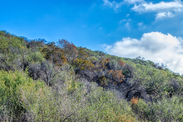 White winter clouds rise of forest 