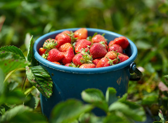 Strawberries at farmer's market