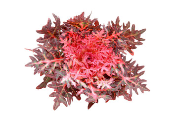 Naklejka premium 葉ボタン