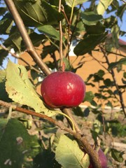 Яблоко 