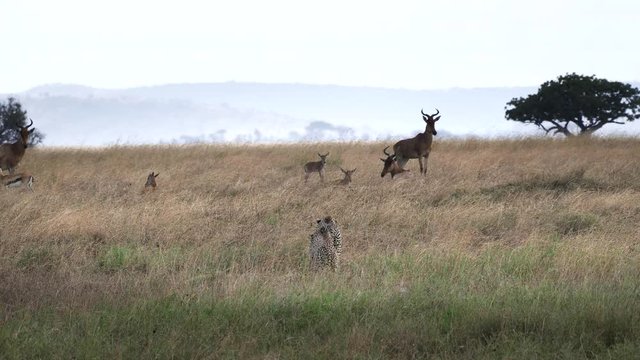 a cheetah pair slowly approach hartebeest antelope at the serengeti national park in tanzania