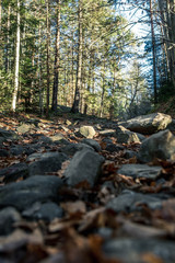 coniferous forest of trees with a full frame trail