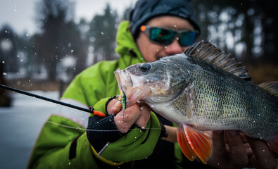 Trophy perch. Ice fishing background.